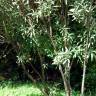 Fotografia 3 da espécie Nerium oleander do Jardim Botânico UTAD