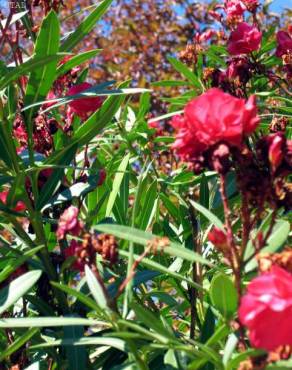 Fotografia 4 da espécie Nerium oleander no Jardim Botânico UTAD
