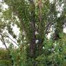 Fotografia 1 da espécie Populus nigra do Jardim Botânico UTAD