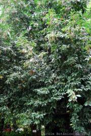 Fotografia da espécie Prunus lusitanica subesp. lusitanica