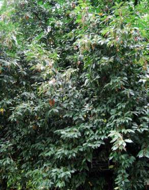Fotografia 2 da espécie Prunus lusitanica subesp. lusitanica no Jardim Botânico UTAD