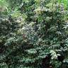 Fotografia 2 da espécie Prunus lusitanica subesp. lusitanica do Jardim Botânico UTAD