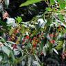Fotografia 3 da espécie Prunus lusitanica subesp. lusitanica do Jardim Botânico UTAD