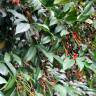 Fotografia 4 da espécie Prunus lusitanica subesp. lusitanica do Jardim Botânico UTAD