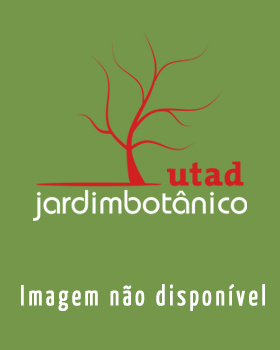 Fotografia de capa Centaurea luisieri - do Jardim Botânico