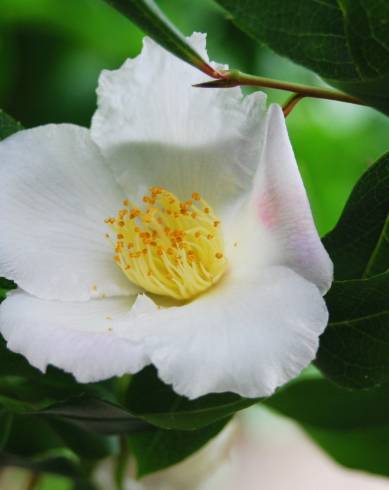 Fotografia de capa Camellia reticulata - do Jardim Botânico