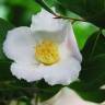 Fotografia 1 da espécie Camellia reticulata do Jardim Botânico UTAD