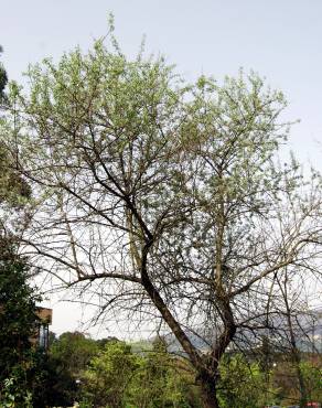 Fotografia 2 da espécie Elaeagnus angustifolia no Jardim Botânico UTAD