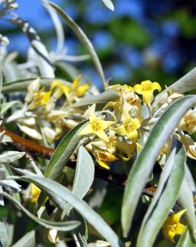 Fotografia de capa Elaeagnus angustifolia - do Jardim Botânico