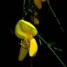 Fotografia 5 da espécie Cytisus striatus do Jardim Botânico UTAD