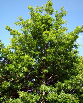 Fotografia da Quercus cerris não existe.