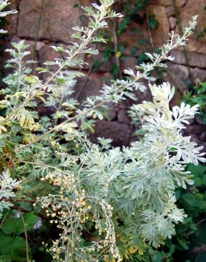Fotografia 2 da espécie Artemisia absinthium no Jardim Botânico UTAD