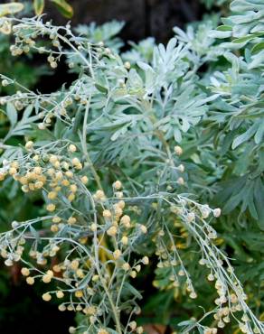 Fotografia 3 da espécie Artemisia absinthium no Jardim Botânico UTAD