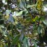 Fotografia 3 da espécie Ilex aquifolium do Jardim Botânico UTAD