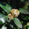 Fotografia 4 da espécie Ilex aquifolium do Jardim Botânico UTAD