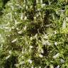 Fotografia 3 da espécie Veronica × andersonii do Jardim Botânico UTAD