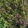 Fotografia 4 da espécie Veronica × andersonii do Jardim Botânico UTAD