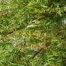 Fotografia 4 da espécie Salix babylonica do Jardim Botânico UTAD