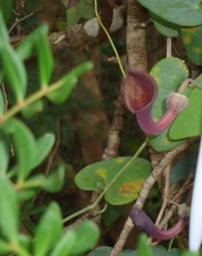 Fotografia 2 da espécie Aristolochia baetica no Jardim Botânico UTAD