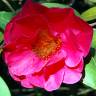 Fotografia 4 da espécie Camellia reticulata do Jardim Botânico UTAD