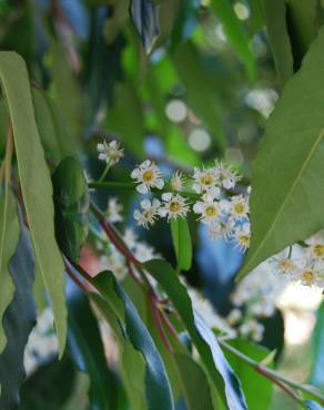 Fotografia 5 da espécie Prunus lusitanica subesp. lusitanica no Jardim Botânico UTAD