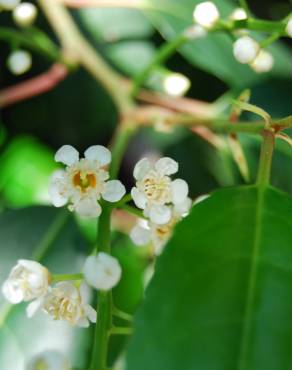 Fotografia 6 da espécie Prunus lusitanica subesp. lusitanica no Jardim Botânico UTAD