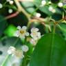 Fotografia 6 da espécie Prunus lusitanica subesp. lusitanica do Jardim Botânico UTAD