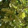 Fotografia 3 da espécie Quercus pyrenaica do Jardim Botânico UTAD