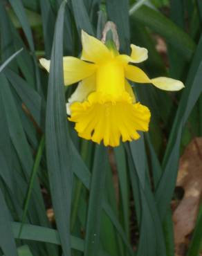 Fotografia 1 da espécie Narcissus pseudonarcissus subesp. pseudonarcissus no Jardim Botânico UTAD
