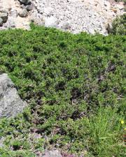 Fotografia da espécie Juniperus communis