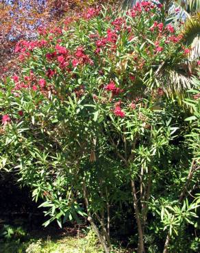 Fotografia 2 da espécie Nerium oleander no Jardim Botânico UTAD