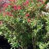 Fotografia 2 da espécie Nerium oleander do Jardim Botânico UTAD