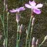 Fotografia 5 da espécie Dianthus pungens subesp. langeanus do Jardim Botânico UTAD