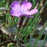 Fotografia 6 da espécie Dianthus pungens subesp. langeanus do Jardim Botânico UTAD