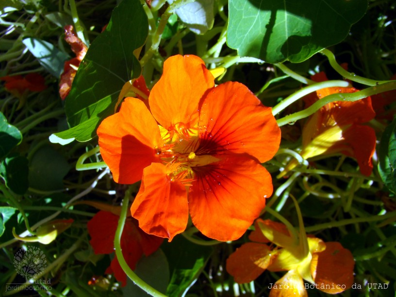 Fotografia de capa Tropaeolum majus - do Jardim BotÃ¢nico