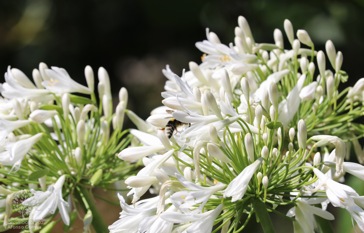 Jardim Botânico UTAD | Agapanthus africanus