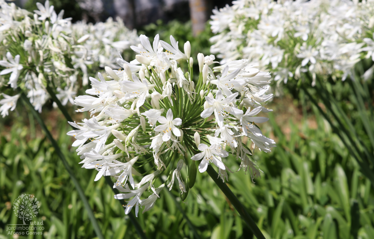 Jardim Botânico UTAD | Agapanthus africanus