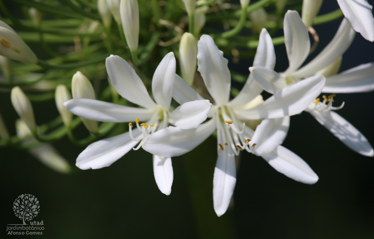 Jardim Botânico UTAD | Agapanthus africanus