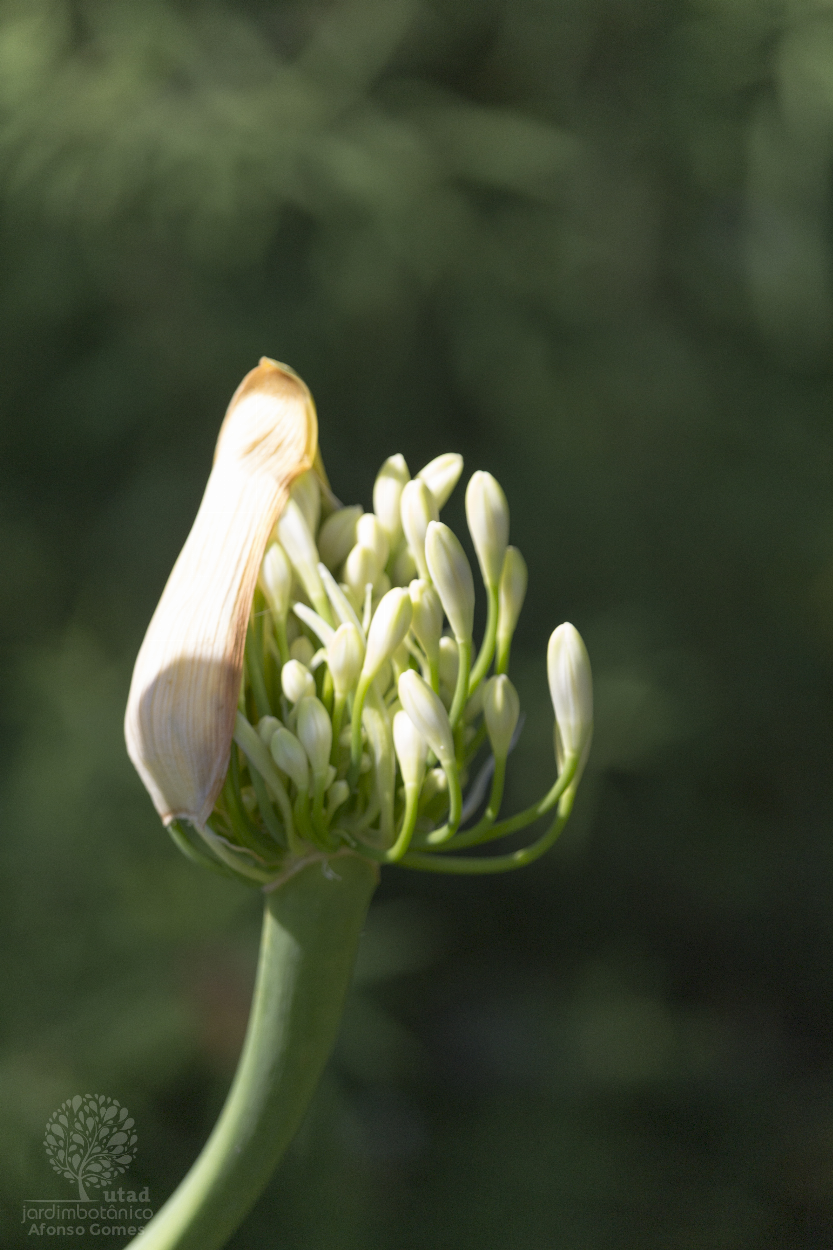 Jardim Botânico UTAD | Agapanthus africanus