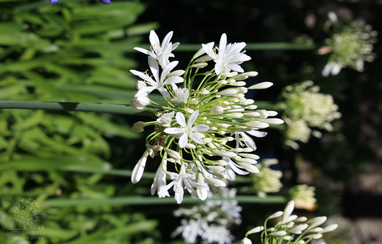 Jardim Botânico UTAD | Agapanthus africanus