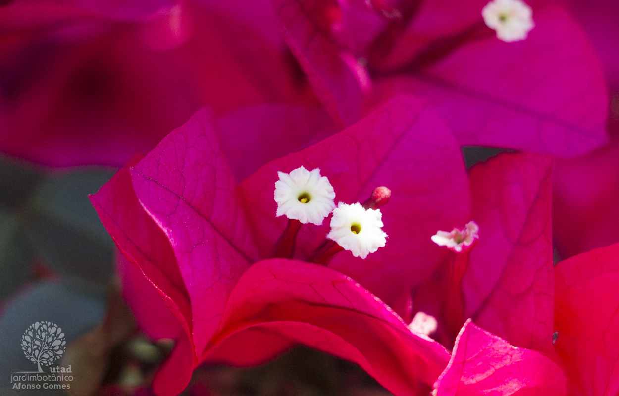 Jardim Botânico UTAD | Bougainvillea spectabilis