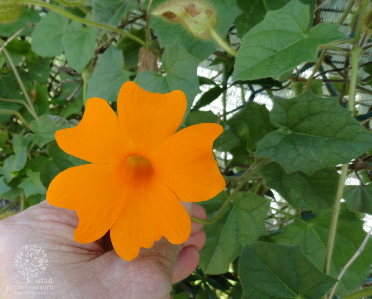 thunbergia gregorii