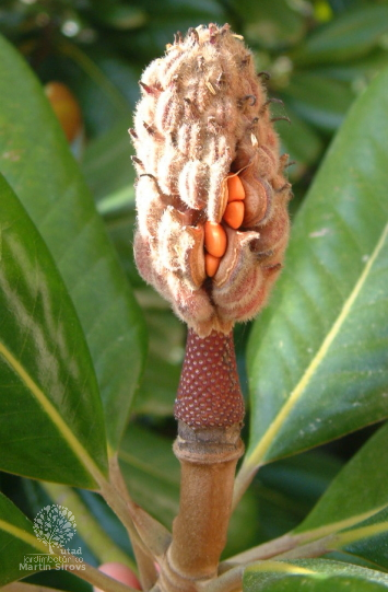 Jardim Botânico UTAD | Magnolia grandiflora