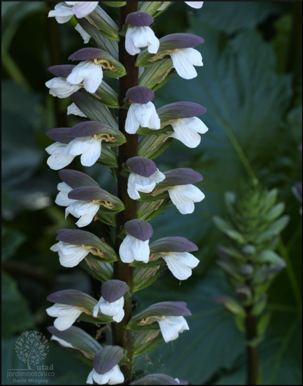 Fotografia 4 da espÃ©cie Acanthus mollis do Jardim BotÃ¢nico UTAD