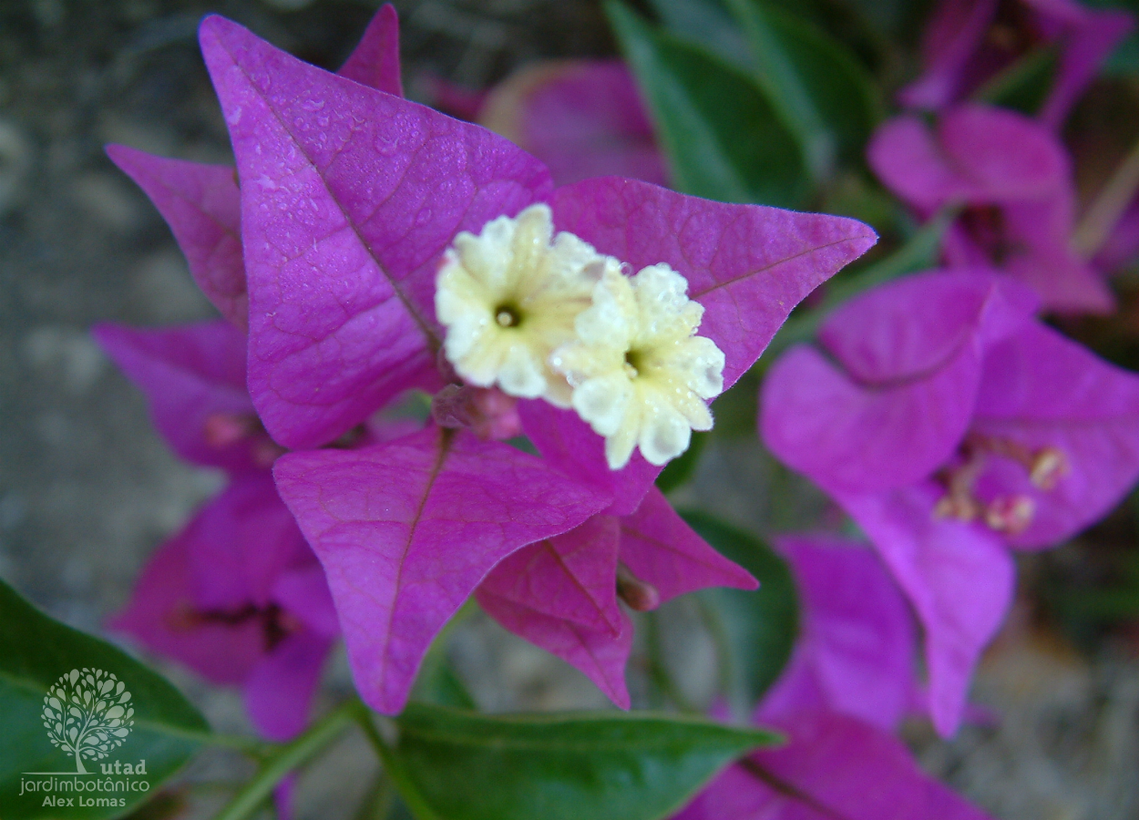 Jardim Botânico UTAD | Bougainvillea glabra