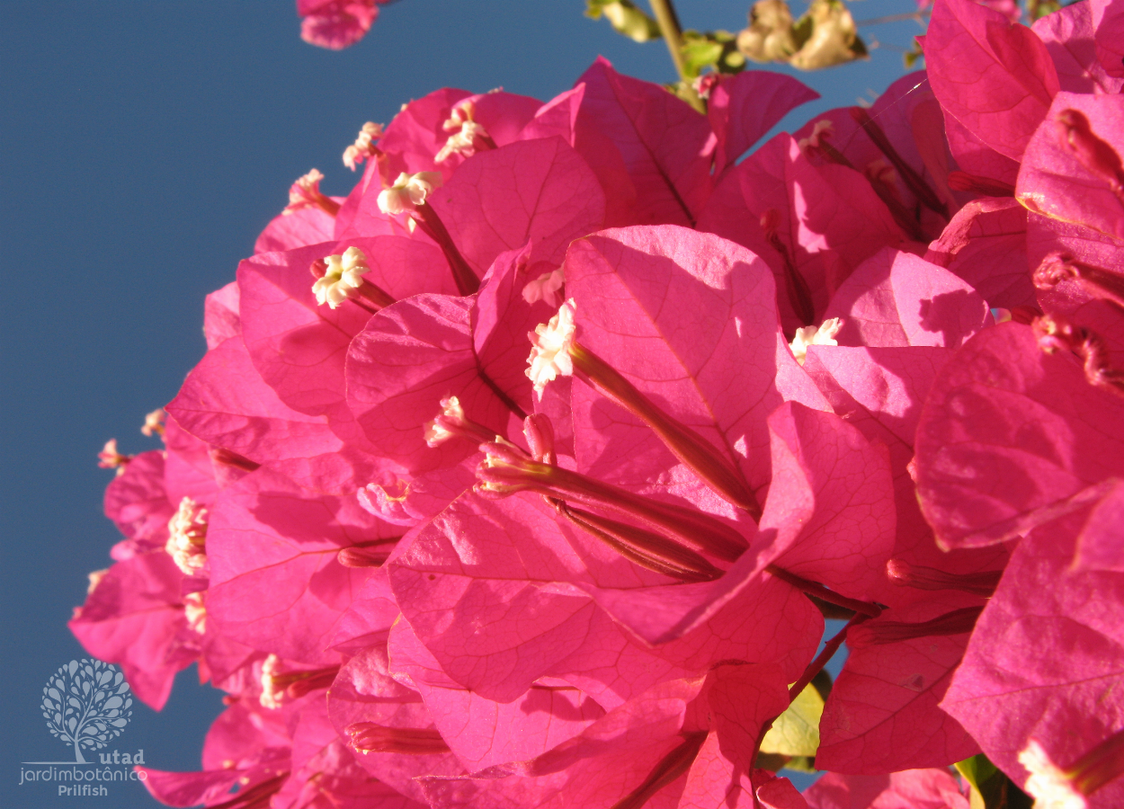 Jardim Botânico UTAD | Bougainvillea glabra