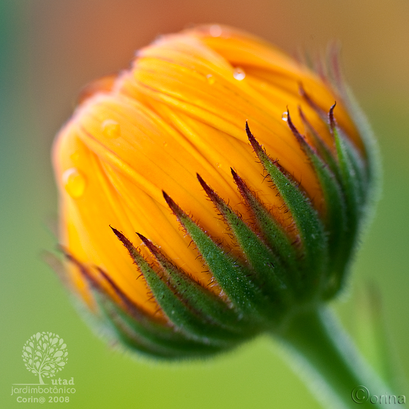 Jardim Botânico UTAD | Calendula officinalis