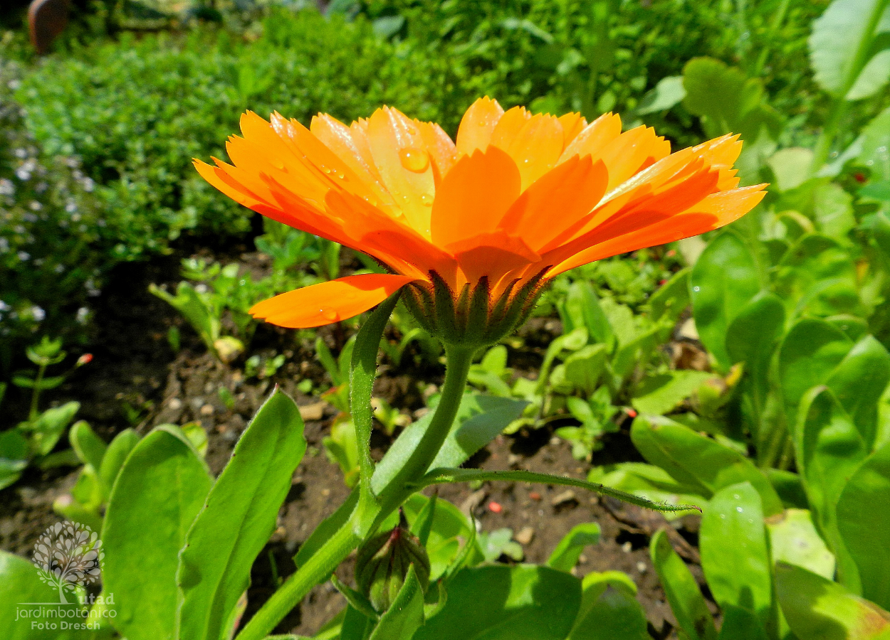 Jardim Botânico UTAD | Calendula officinalis