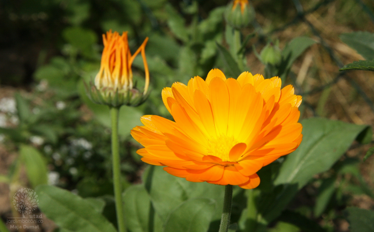 Jardim Botânico UTAD | Calendula officinalis