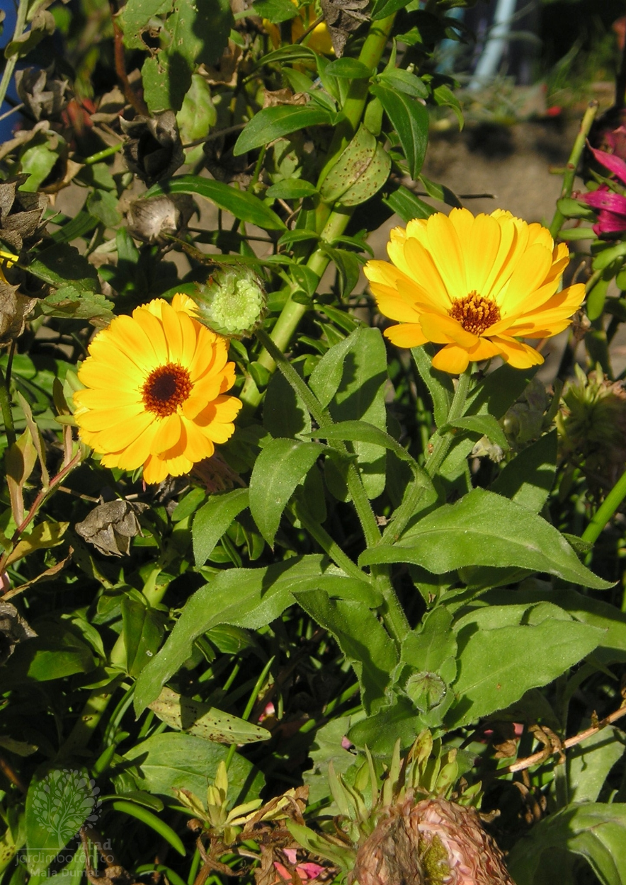 Jardim Botânico UTAD | Calendula officinalis